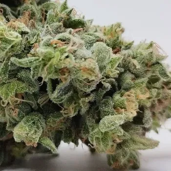 Semeno French Touch Seeds - Senmbelek Cookie 3 ks