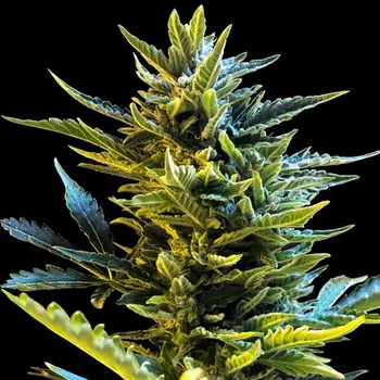 Semeno G13 Labs Seeds - Auto Bride Cake 5 ks