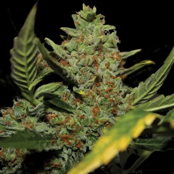 Semeno G13 Labs Seeds - Auto Diesel 5 ks