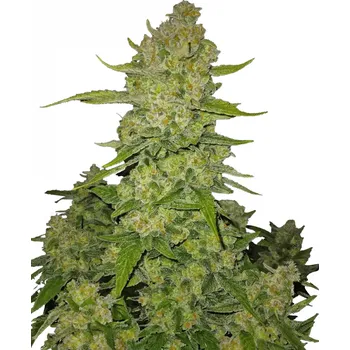 Semeno Fast Buds - Papaya Cookies Auto 1 ks