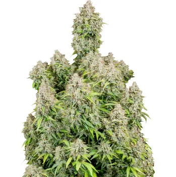 Semeno Fast Buds - Original Auto Cinderella 1 ks