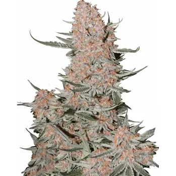 Semeno Fast Buds - Ztrawberriez Auto 100 ks