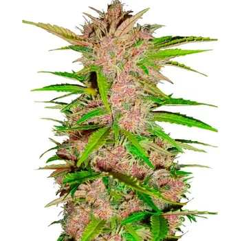 Semeno Fast Buds - Fastberry Auto 1 ks