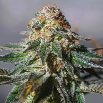 Semeno Exclusive Seeds Bank - Auto Oxus 3 ks