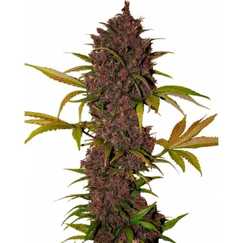 Semeno Fast Buds - LSD-25 Auto 1 ks