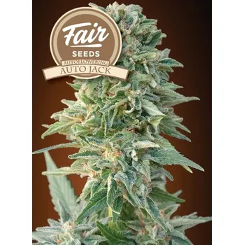 Semeno Fair Seeds - Auto Jack 10 ks