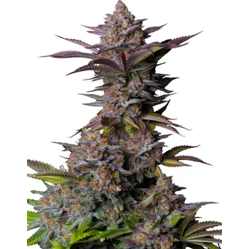 Semeno Fast Buds - Tropicanna Cookies FF 1 ks