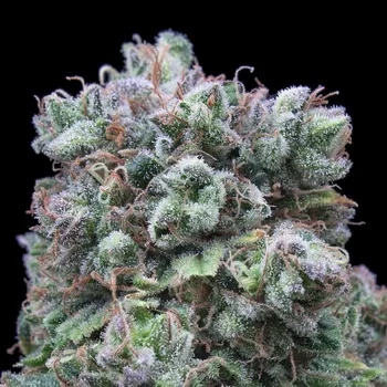 Semeno Exclusive Seeds Bank - Kush Exclusive 1 ks