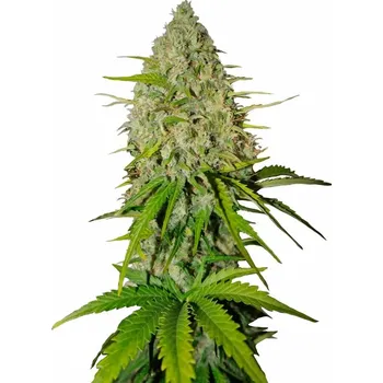 Semeno Fast Buds - Grapefruit Auto 1 ks