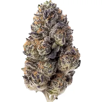 Semeno Fast Buds - Papaya Sherbet 1 ks