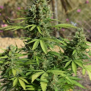 Semeno Freedom Of Seeds - Jack Auto 3 ks