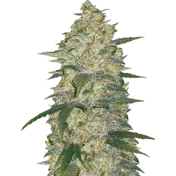 Semeno Fast Buds - Original Auto White Widow 1 ks