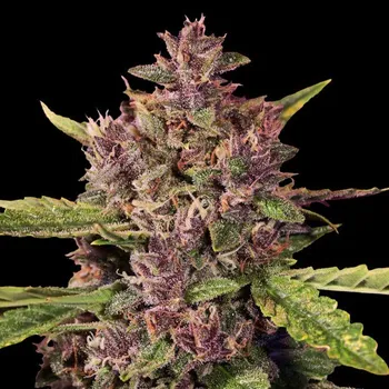 Semeno G13 Labs Seeds - Auto Berry 5 ks