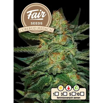 Semeno Fair Seeds - Cure BuD Medical 10 ks