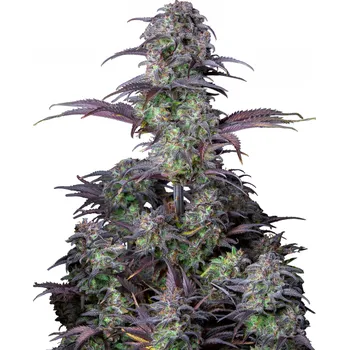 Semeno Fast Buds - Original Auto Blueberry 1 ks