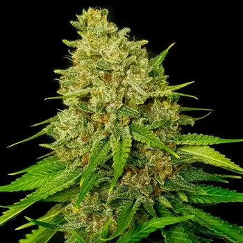 Semeno Exclusive Seeds Bank - Super Larry OG 1 ks