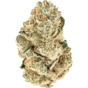 Semeno Fast Buds - Gorilla Melon 1 ks
