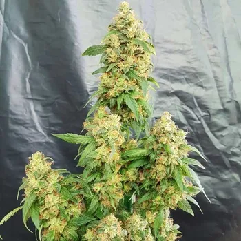 Semeno Freedom Of Seeds - Chunky Skunk 3 ks