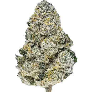 Semeno Fast Buds - Lemonpaya 1 ks