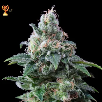 Semeno Exclusive Seeds Bank - Amnesia 1 ks