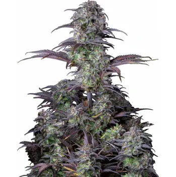 Semeno Fast Buds - Blue Dream Auto 1 ks