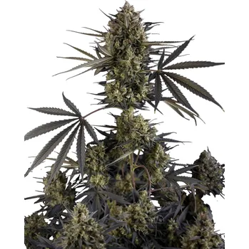 Semeno Fast Buds - Pound Cake Auto 1 ks