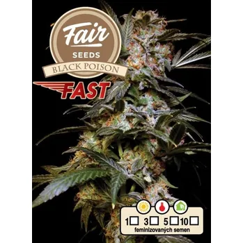 Pěstitelství Fair Seeds - Black Poison Fast 3 ks