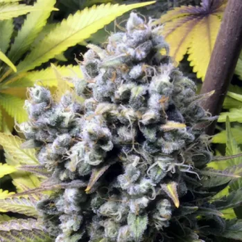 Semeno French Touch Seeds - Frencheese 1 ks