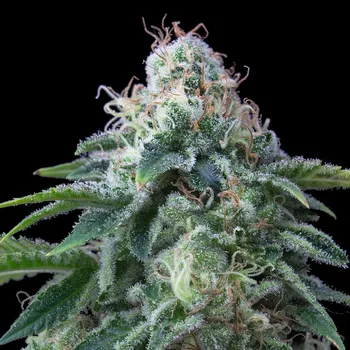 Semeno Exclusive Seeds Bank - Dr. Lemon OG 1 ks