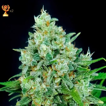 Semeno Exclusive Seeds Bank - Cheese x Critical 3 ks