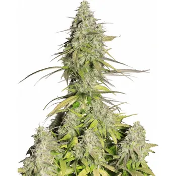 Semeno Fast Buds - Girl Scout Cookies Auto 1 ks