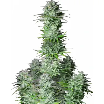 Semeno Fast Buds - Kosher Cake Auto 1 ks
