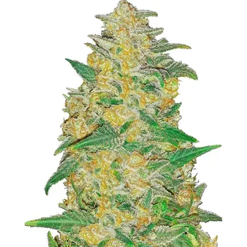 Semeno Fast Buds - Original AK Auto 1 ks