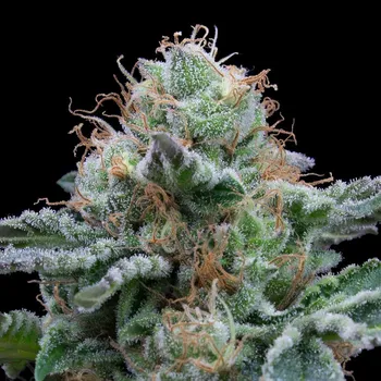 Semeno Exclusive Seeds Bank - Auto Tasty 1 ks