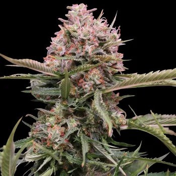 Semeno G13 Labs Seeds - Auto Gigabud 5 ks