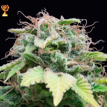 Semeno Exclusive Seeds Bank - Auto Mandarina 1 ks