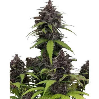 Semeno Fast Buds - Purple Haze Auto 1 ks
