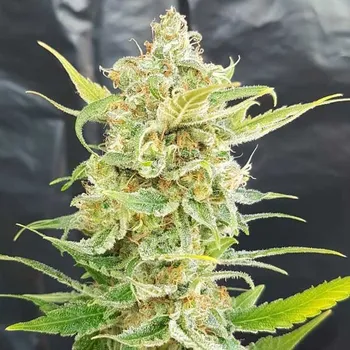 Semeno Freedom Of Seeds - A Little Kushy Auto 3 ks