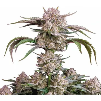 Semeno Fast Buds - Strawberry Gorilla Auto 1 ks