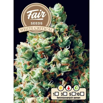Semeno Fair Seeds - White Critical 10 ks