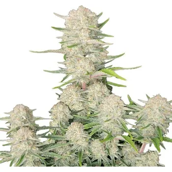 Semeno Fast Buds - Apricot Auto 1 ks