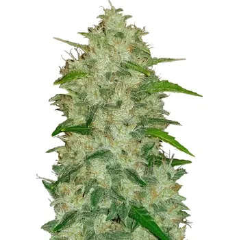 Semeno Fast Buds - Original Auto Chemdawg 1 ks