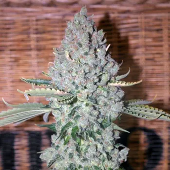 Semeno French Touch Seeds - Sativa Des Rois 1 ks