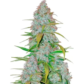 Semeno Fast Buds - Californian Snow Auto 1 ks