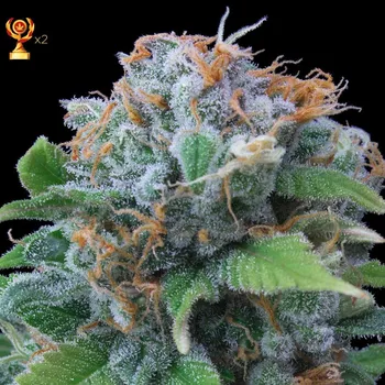 Semeno Exclusive Seeds Bank - Lemon Haze 1 ks