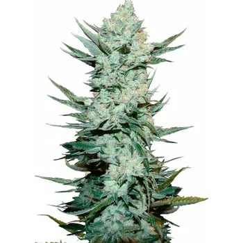 Semeno Fast Buds - Tangie Auto 1 ks