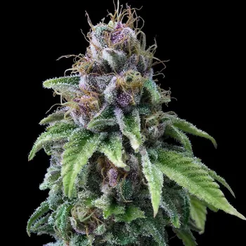 Semeno Exclusive Seeds Bank - 9 Milimetros 1 ks