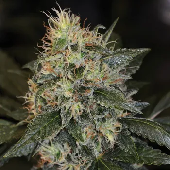 Semeno G13 Labs Seeds - Skunk #1 5 ks