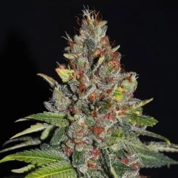 Semeno G13 Labs Seeds - Tropical Punch 5 ks