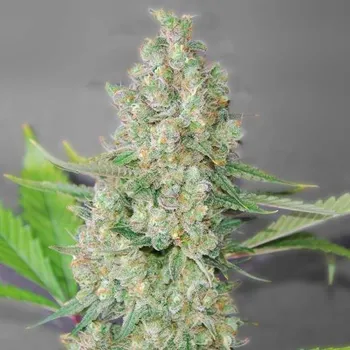 Semeno G13 Labs Seeds - Super Skunk 5 ks